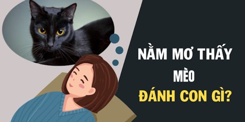 Giải mã các con số may mắn khi mộng thấy mèo